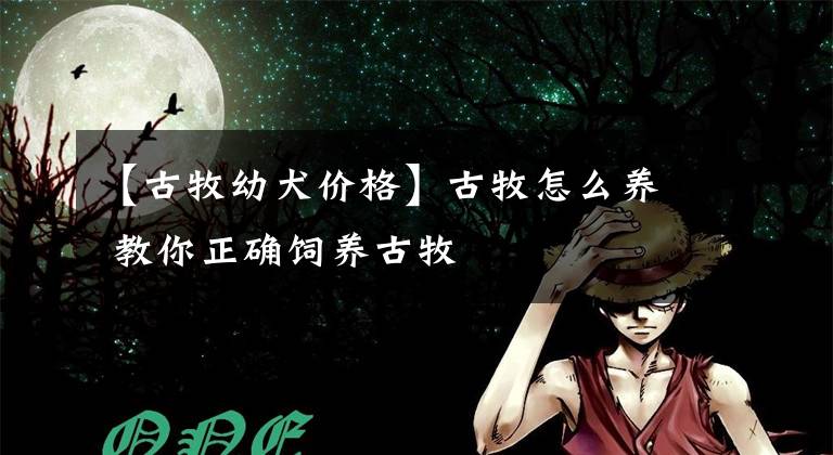 【古牧幼犬价格】古牧怎么养 教你正确饲养古牧