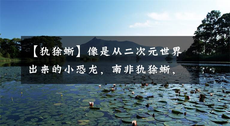 【犰狳蜥】像是从二次元世界出来的小恐龙，南非犰狳蜥，要是会喷火就更棒了