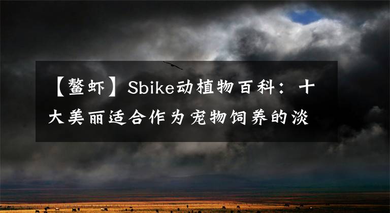 【鳌虾】Sbike动植物百科：十大美丽适合作为宠物饲养的淡水鳌虾品种