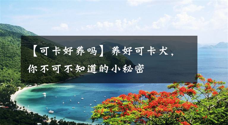 【可卡好养吗】养好可卡犬，你不可不知道的小秘密