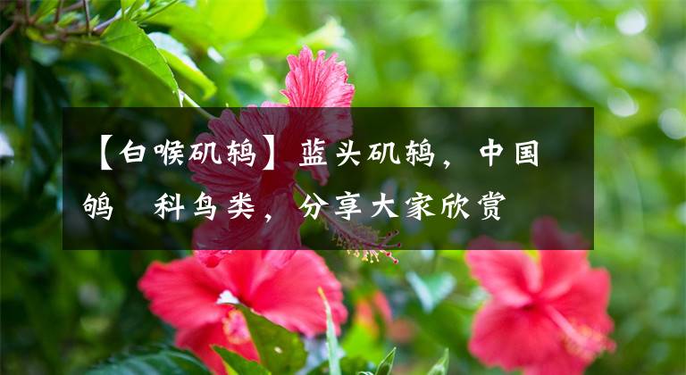 【白喉矶鸫】蓝头矶鸫，中国鸲鹟科鸟类，分享大家欣赏