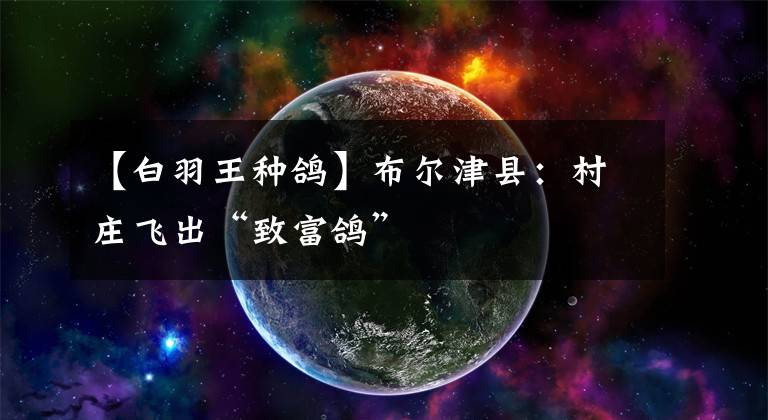 【白羽王种鸽】布尔津县：村庄飞出“致富鸽”