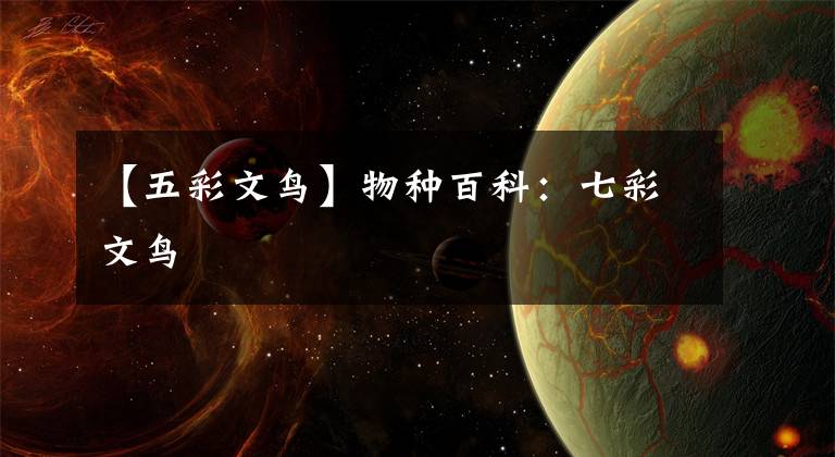 【五彩文鸟】物种百科：七彩文鸟