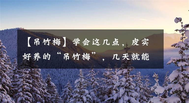【吊竹梅】学会这几点，皮实好养的“吊竹梅”，几天就能疯长成瀑布
