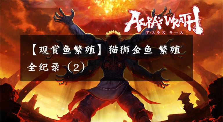 【观赏鱼繁殖】猫狮金鱼 繁殖全纪录（2）