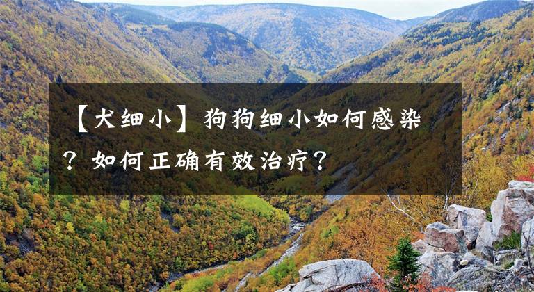 【犬细小】狗狗细小如何感染？如何正确有效治疗？