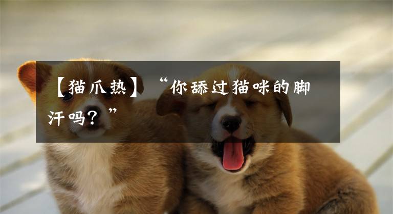 【猫爪热】“你舔过猫咪的脚汗吗？”