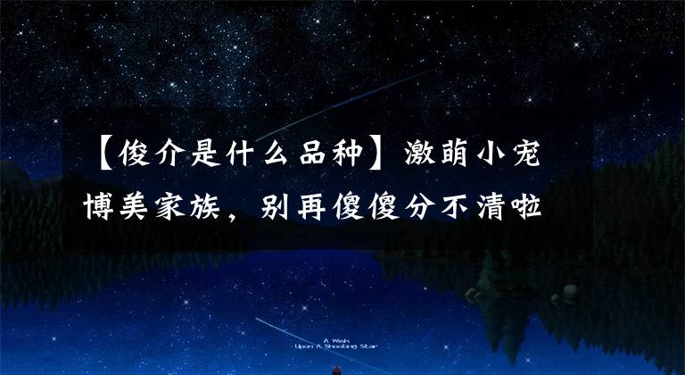 【俊介是什么品种】激萌小宠博美家族，别再傻傻分不清啦