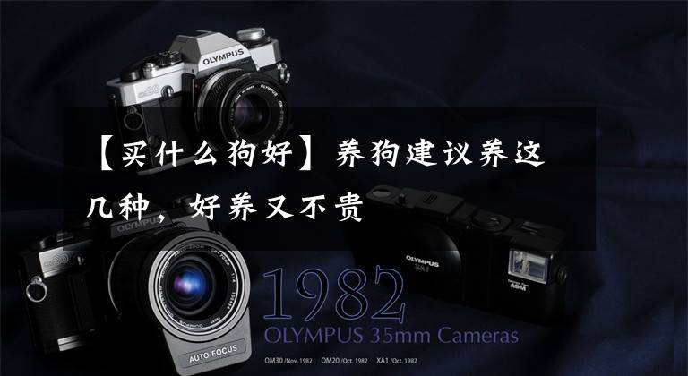 【买什么狗好】养狗建议养这几种,好养又不贵