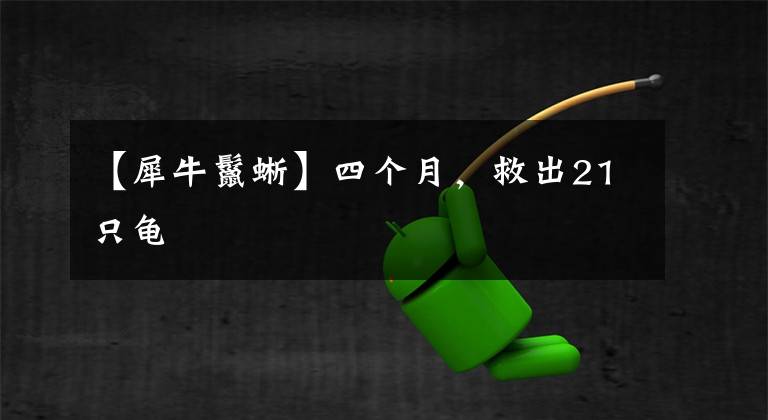 【犀牛鬣蜥】四个月，救出21只龟