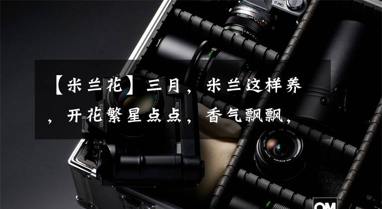 【米兰花】三月，米兰这样养，开花繁星点点，香气飘飘，真好闻