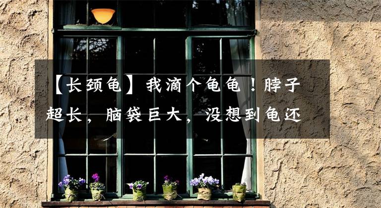 【长颈龟】我滴个龟龟！脖子超长，脑袋巨大，没想到龟还可以长成这样