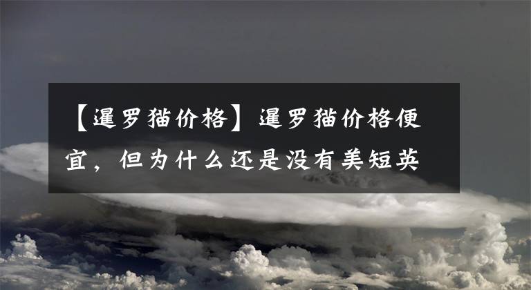 【暹罗猫价格】暹罗猫价格便宜，但为什么还是没有美短英短“受欢迎”？