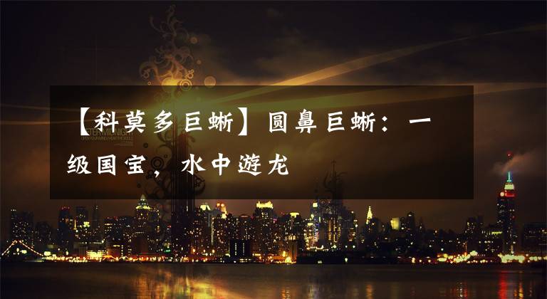 【科莫多巨蜥】圆鼻巨蜥：一级国宝，水中游龙