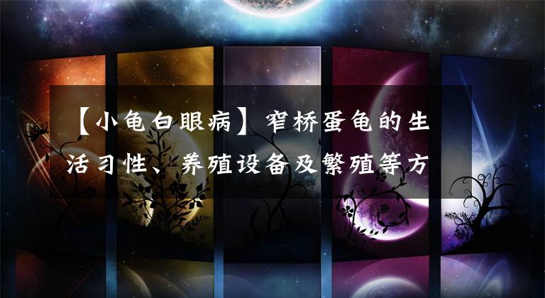 【小龟白眼病】窄桥蛋龟的生活习性、养殖设备及繁殖等方面的养殖技术