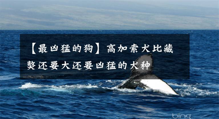 【最凶猛的狗】高加索犬比藏獒还要大还要凶猛的犬种