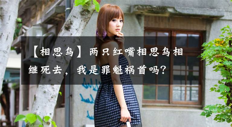 【相思鸟】两只红嘴相思鸟相继死去，我是罪魁祸首吗？