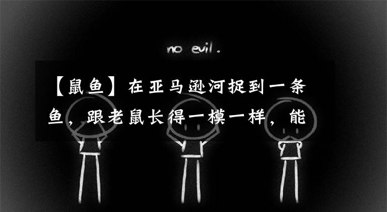 【鼠鱼】在亚马逊河捉到一条鱼，跟老鼠长得一模一样，能吃吗？