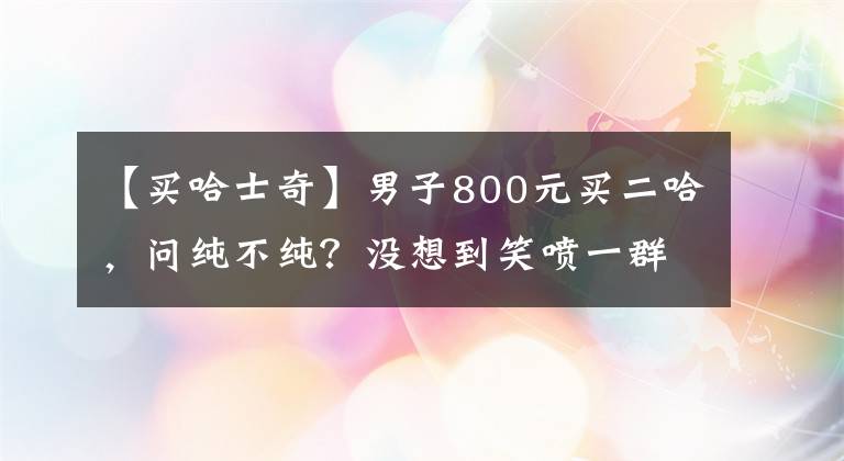 【买哈士奇】男子800元买二哈,问纯不纯?没想到笑喷一群网友:都纯到非洲了