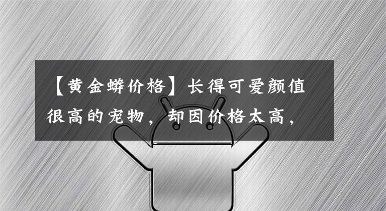 【黄金蟒价格】长得可爱颜值很高的宠物，却因价格太高，导致无人敢养