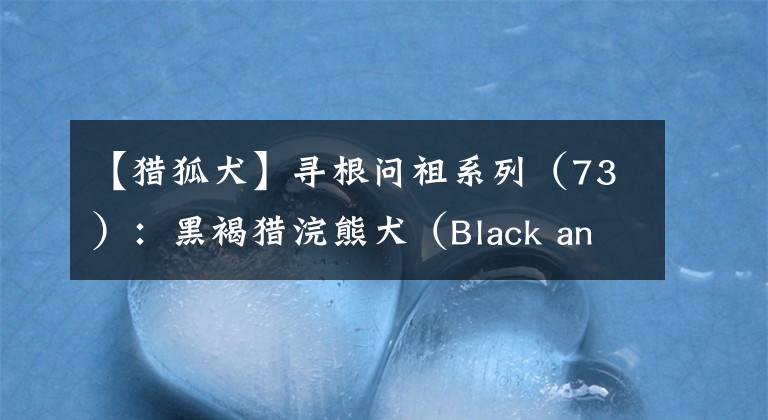 【猎狐犬】寻根问祖系列（73）：黑褐猎浣熊犬（Black and Tan Coonhound）