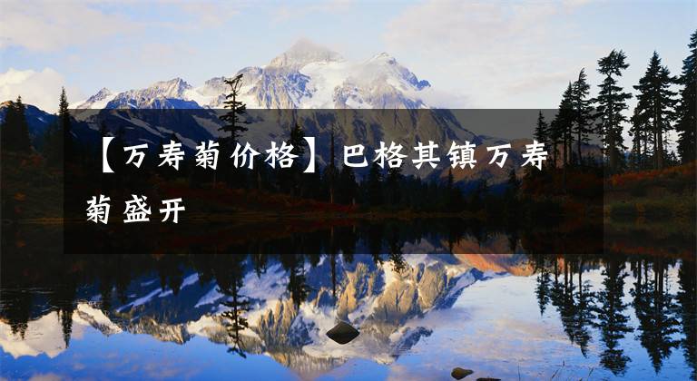 【万寿菊价格】巴格其镇万寿菊盛开