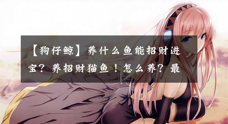 【狗仔鲸】养什么鱼能招财进宝？养招财猫鱼！怎么养？最关键的还是水