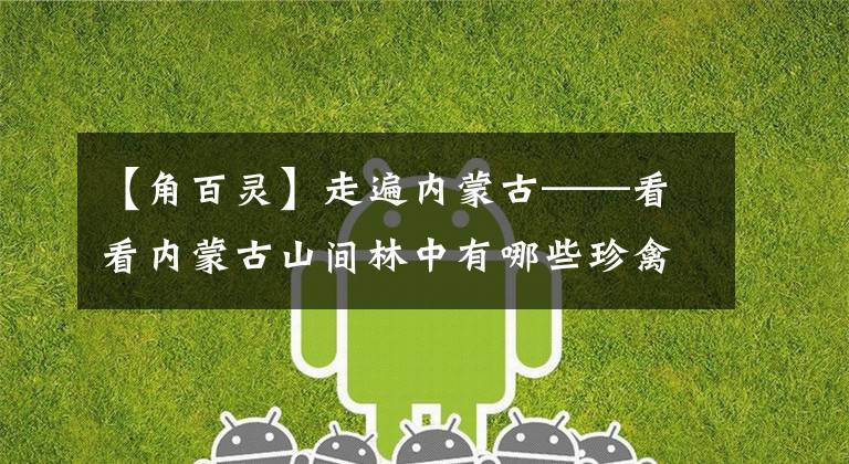 【角百灵】走遍内蒙古——看看内蒙古山间林中有哪些珍禽?