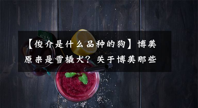 【俊介是什么品种的狗】博美原来是雪橇犬?关于博美那些鲜为人知的小知识