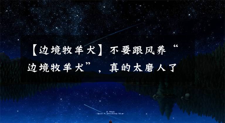 【边境牧羊犬】不要跟风养“边境牧羊犬”,真的太磨人了