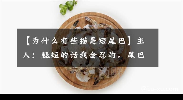 【为什么有些猫是短尾巴】主人:腿短的话我会忍的。尾巴也这么短!猫:为了让我的腿看起来长。