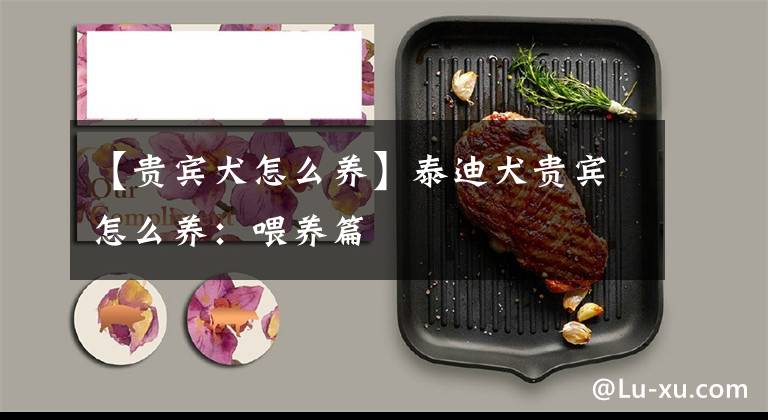 【贵宾犬怎么养】泰迪犬贵宾怎么养:喂养篇