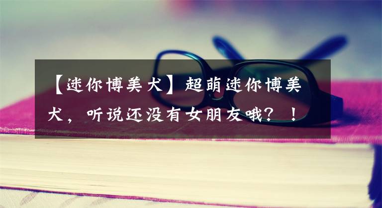 【迷你博美犬】超萌迷你博美犬，听说还没有女朋友哦？！