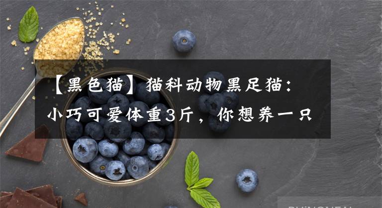 【黑色猫】猫科动物黑足猫:小巧可爱体重3斤,你想养一只吗