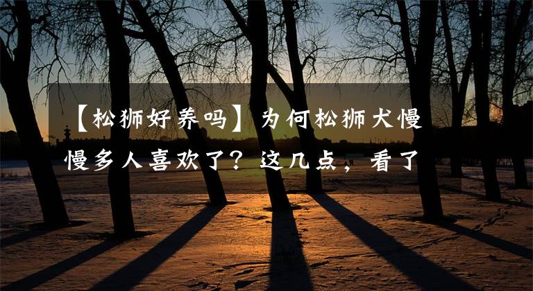 【松狮好养吗】为何松狮犬慢慢多人喜欢了？这几点，看了都忍不住想养