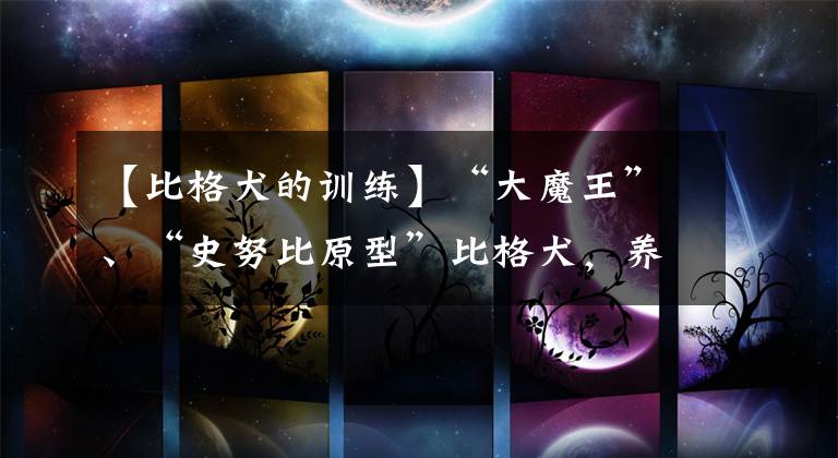 【比格犬的训练】“大魔王”、“史努比原型”比格犬,养之前,要想清楚