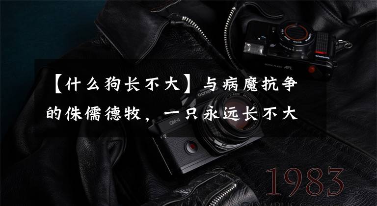 【什么狗长不大】与病魔抗争的侏儒德牧，一只永远长不大的狗狗，你会喜欢它么？