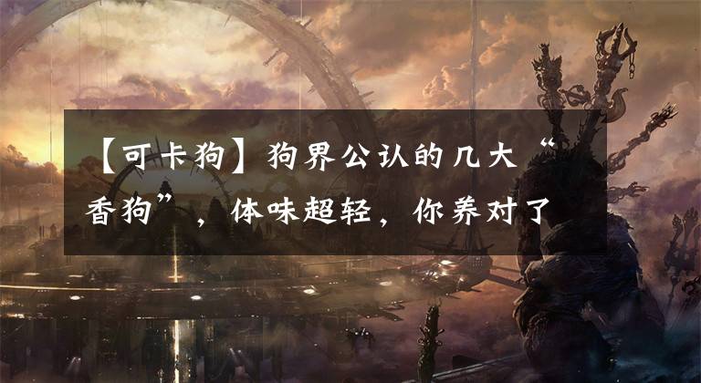 【可卡狗】狗界公认的几大“香狗”，体味超轻，你养对了吗？