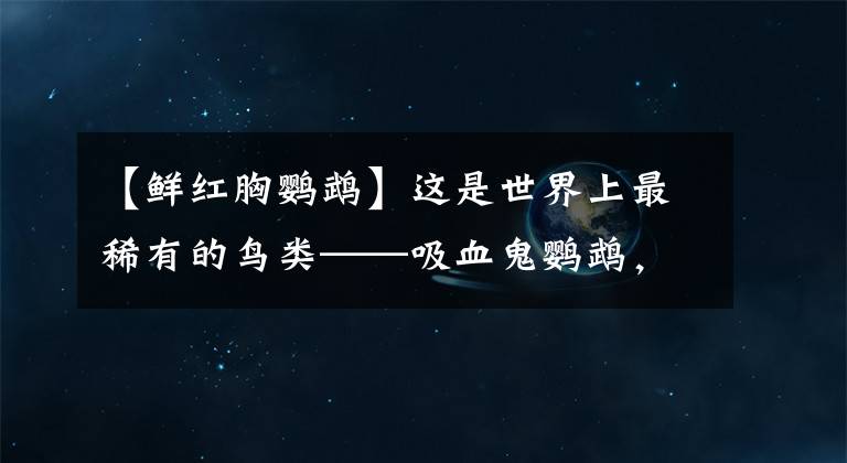 【鲜红胸鹦鹉】这是世界上最稀有的鸟类——吸血鬼鹦鹉，但它并不嗜血