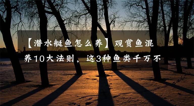 【潜水艇鱼怎么养】观赏鱼混养10大法则，这3种鱼类千万不要混养，常见搭配教给您