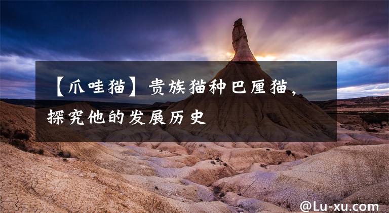 【爪哇猫】贵族猫种巴厘猫，探究他的发展历史