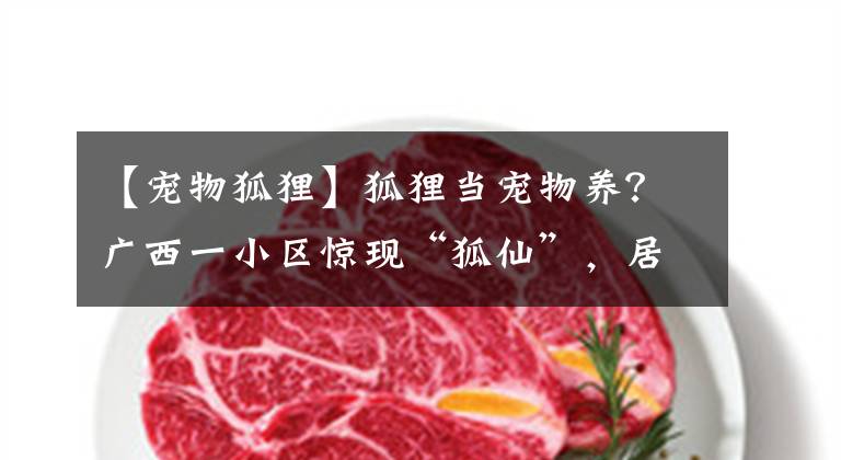 【宠物狐狸】狐狸当宠物养?广西一小区惊现“狐仙”,居民发现后竟然…………