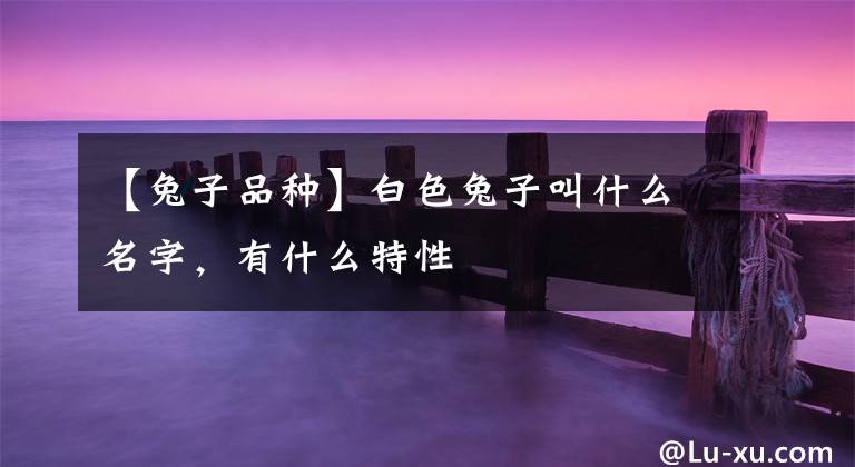 【兔子品种】白色兔子叫什么名字，有什么特性