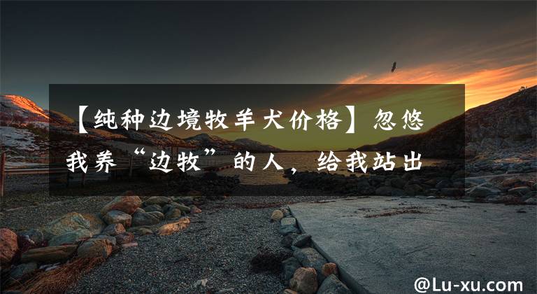 【纯种边境牧羊犬价格】忽悠我养“边牧”的人,给我站出来