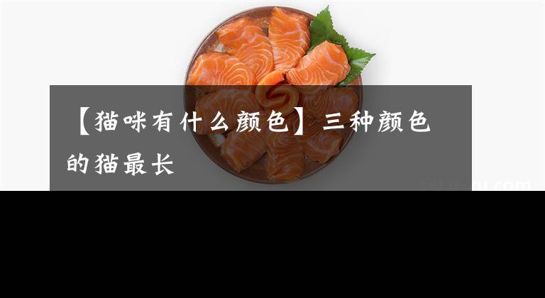 【猫咪有什么颜色】三种颜色的猫最长
