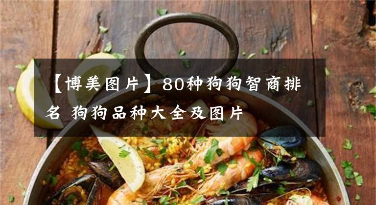 【博美图片】80种狗狗智商排名 狗狗品种大全及图片