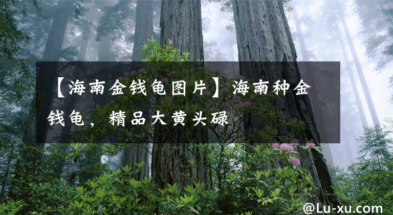 【海南金钱龟图片】海南种金钱龟，精品大黄头碌