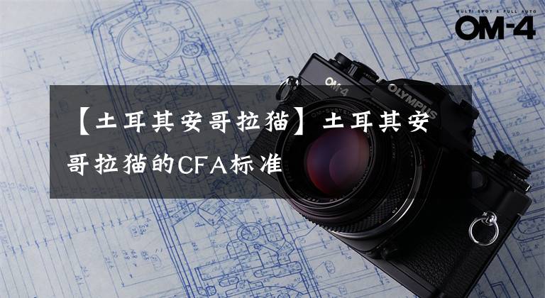 【土耳其安哥拉猫】土耳其安哥拉猫的CFA标准