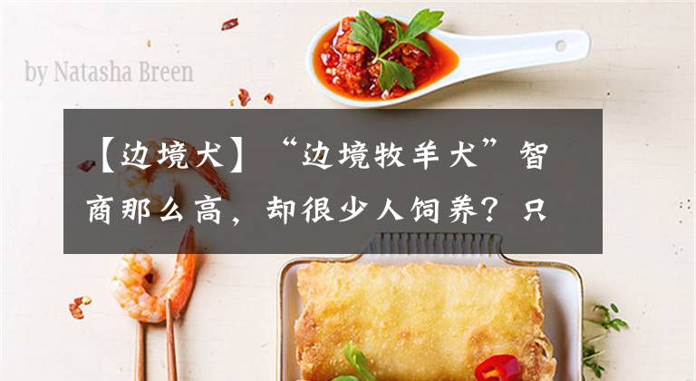 【边境犬】“边境牧羊犬”智商那么高,却很少人饲养?只因它的6个缺点