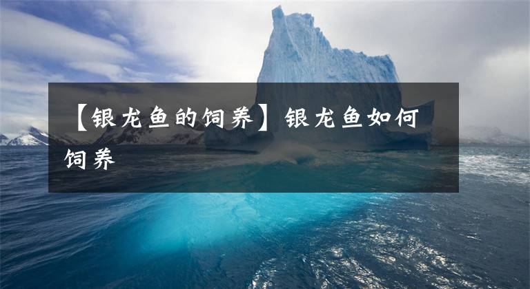 【银龙鱼的饲养】银龙鱼如何饲养